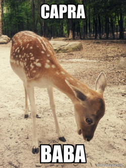 O M G Deer