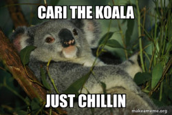 Laid Back Koala