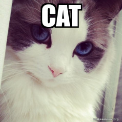 Ridiculously Photogenic Cat