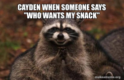 Evil Plotting Raccoon