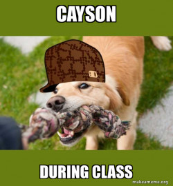 Scumbag dog