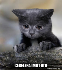 Confession Cat