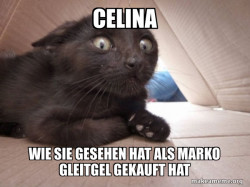 Schitzo Cat