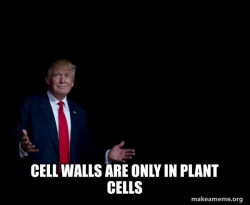 Trump Everything is FIne