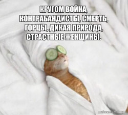 Pampered Cat Meme