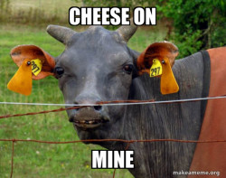 Hairless Cow