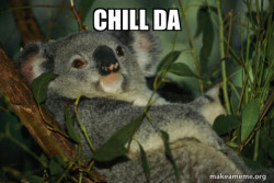 Laid Back Koala