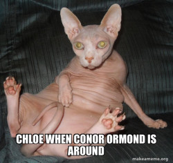 Hairless Cat