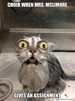 Cat bath