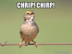 Common Opinion Sparrow