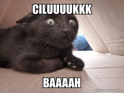 Schitzo Cat