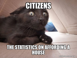 Schitzo Cat
