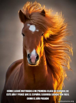 Ridiculously photogenic horse