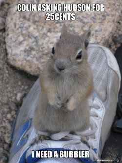 Standover Squirrel