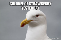 Stuff That Didn't Happen Seagull