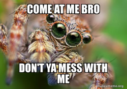 Hipster Spider