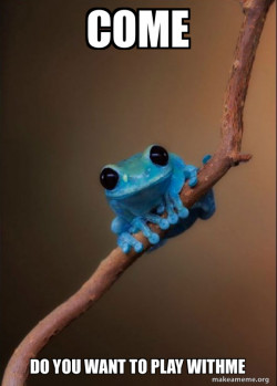Small Fact Frog