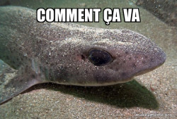 Dirty Joke Dogfish