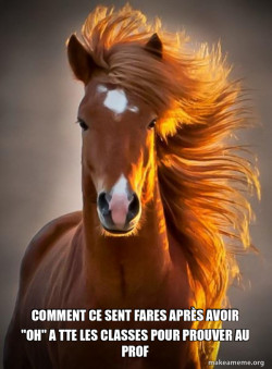 Ridiculously photogenic horse