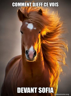 Ridiculously photogenic horse