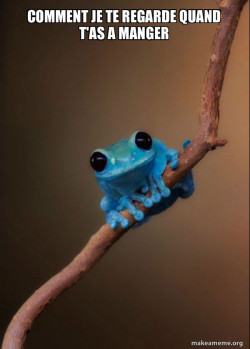 Small Fact Frog