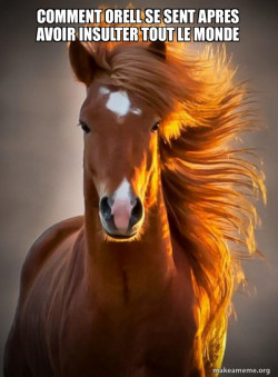 Ridiculously photogenic horse