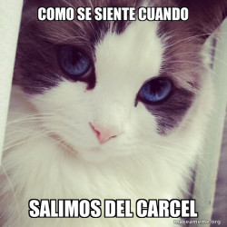 Ridiculously Photogenic Cat