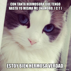 Ridiculously Photogenic Cat