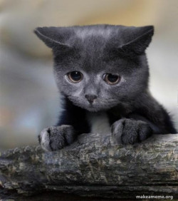 Confession Cat