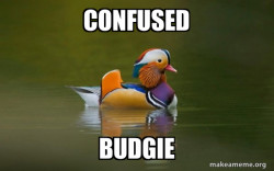 Fashionable Advice Mallard