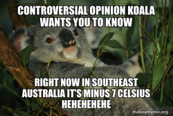Laid Back Koala