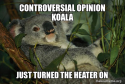 Laid Back Koala