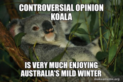 Laid Back Koala