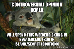 Laid Back Koala