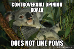 Laid Back Koala