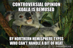Laid Back Koala