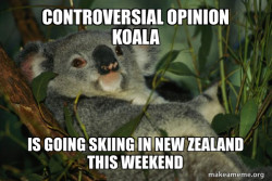 Laid Back Koala