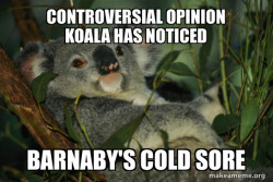 Laid Back Koala