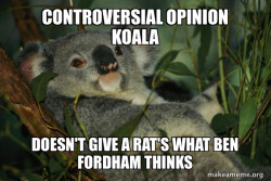 Laid Back Koala