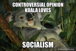 Laid Back Koala
