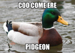 Actual Advice Mallard