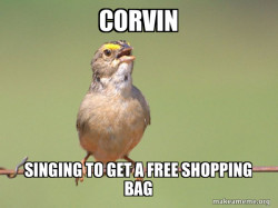 Common Opinion Sparrow
