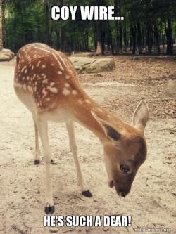 O M G Deer