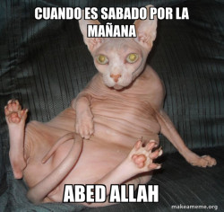 Hairless Cat