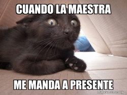 Schitzo Cat