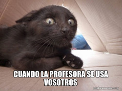 Schitzo Cat