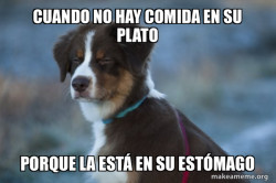 Unsure Dog