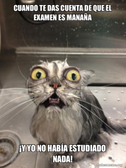 Cat bath