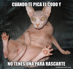 Hairless Cat