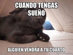 Schitzo Cat